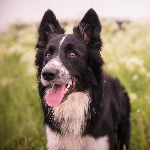 2018-04-18_dog flowers blog allergies 500x500
