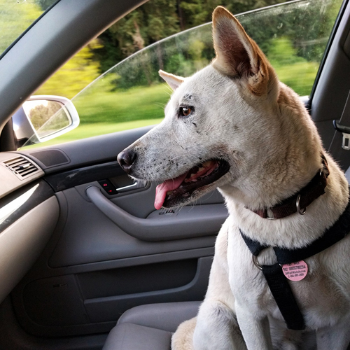 3_BLOG_Dog Car 500x500