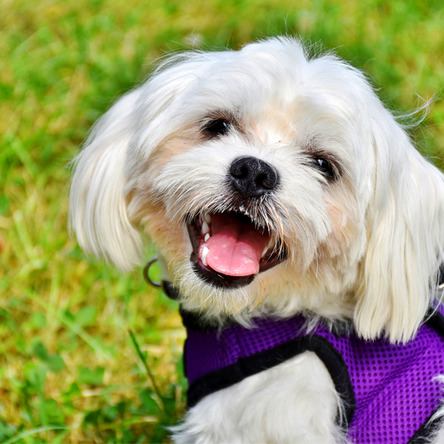 03_Blog_dog-3635504_1920 500x500