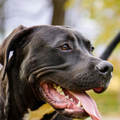 03_Pitbull_dog-2909578_1920 500x500