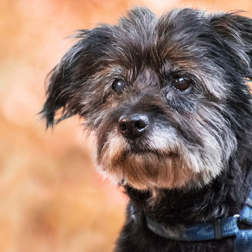 03_Blog_dog-3656996_1920 500x500