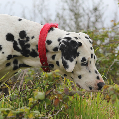 11.3.18 - dalmatian 003 500x500